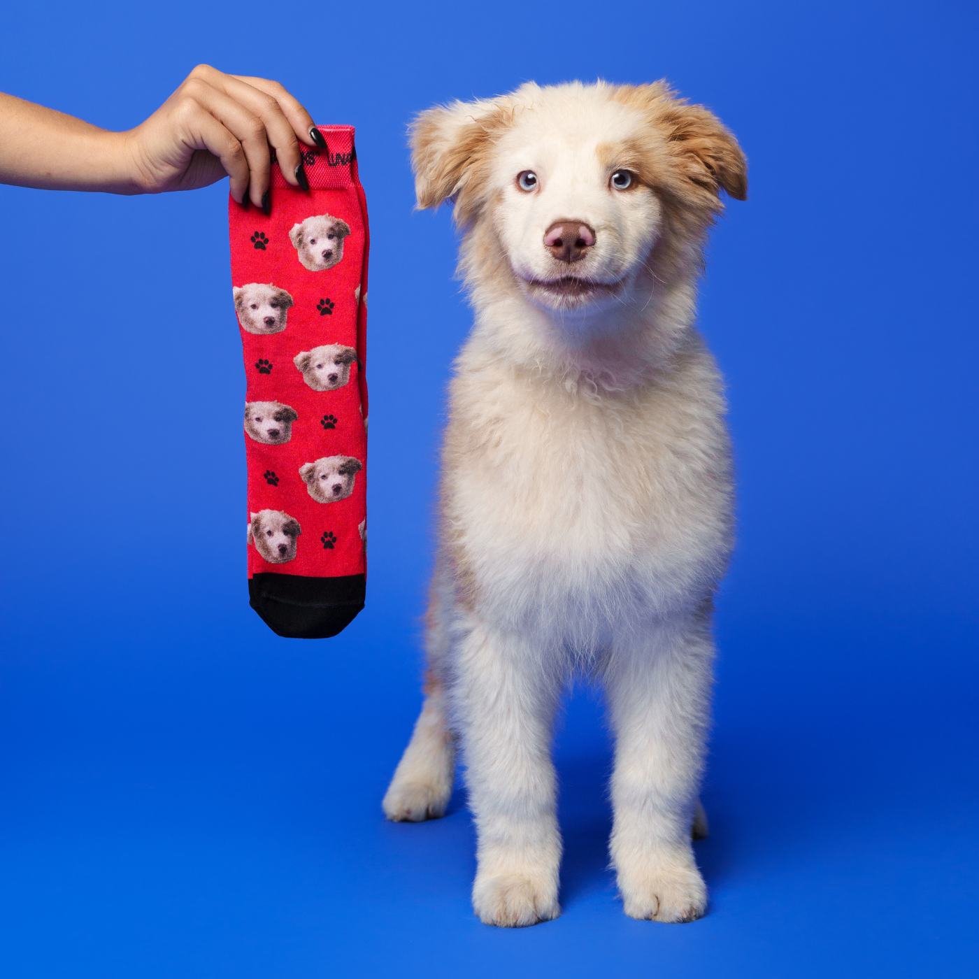 Personalized socks with your dog